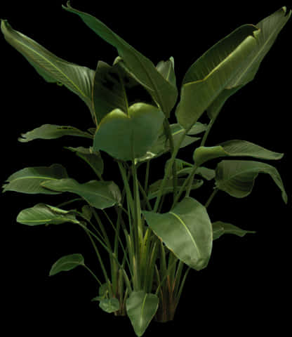 A Plant With Large Leaves