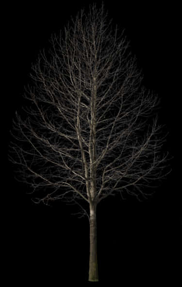 A Tree With No Leaves