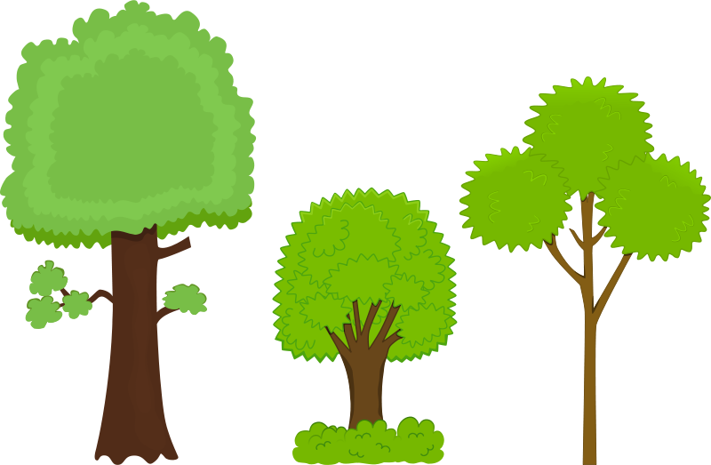 A Group Of Trees With Green Leaves