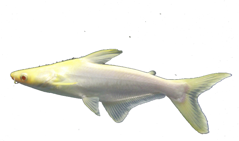 Tropical Ornamental Fish Authentic Genghis Khan Shark - Carp, Hd Png Download
