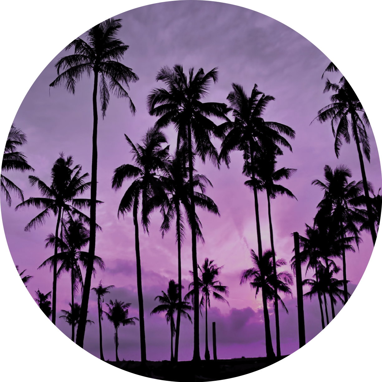 A Group Of Palm Trees In Front Of A Purple Sky