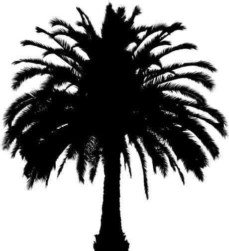 A Silhouette Of A Palm Tree