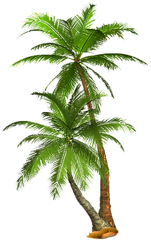 Tropical Tree Png 507 X 806