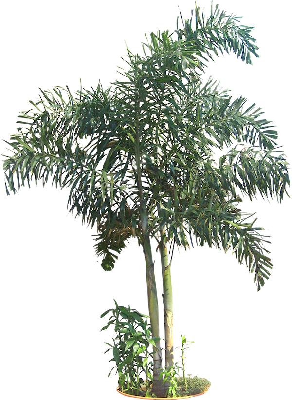 Tropical Tree Png 600 X 821