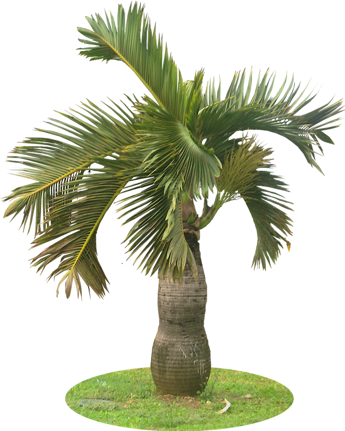 Tropical Tree Png 700 X 873
