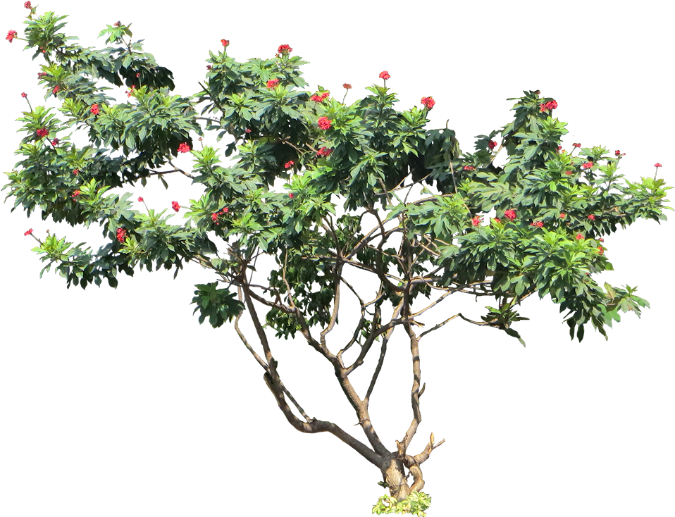 A Tree With Red Flowers