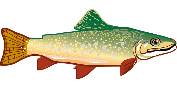 A Green And Yellow Fish
