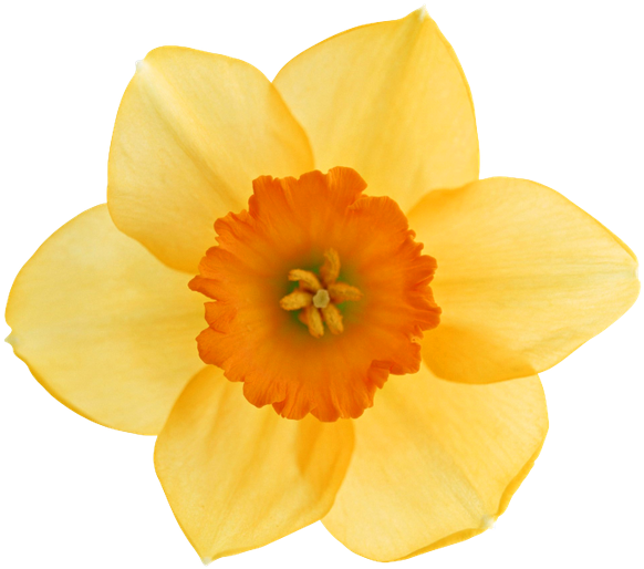 A Yellow And Orange Flower