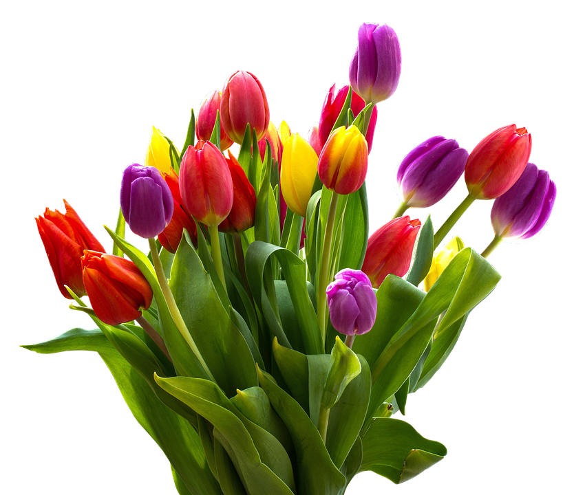 A Bouquet Of Colorful Tulips
