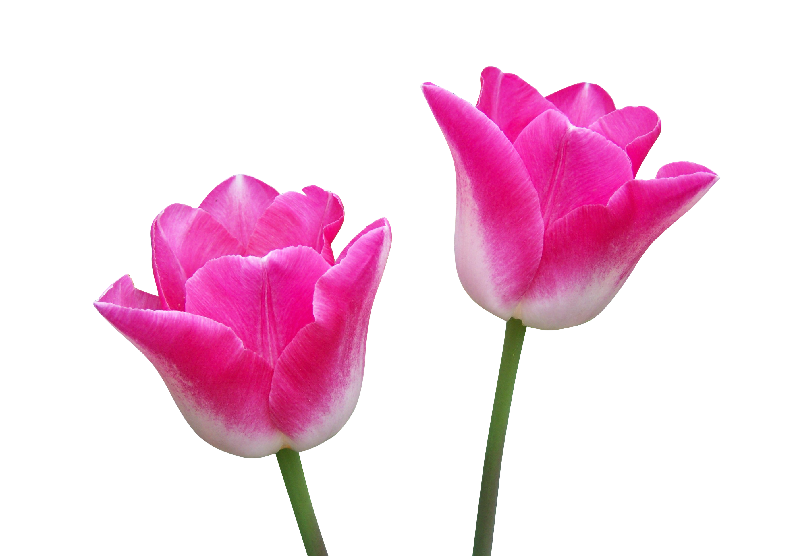 A Close Up Of Two Flowers
