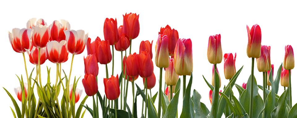 A Group Of Red Tulips