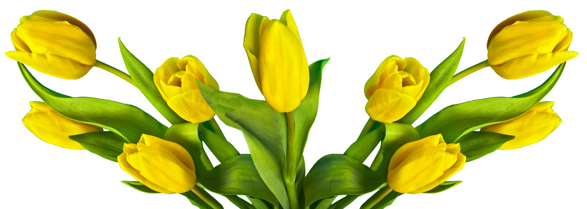 A Group Of Yellow Tulips