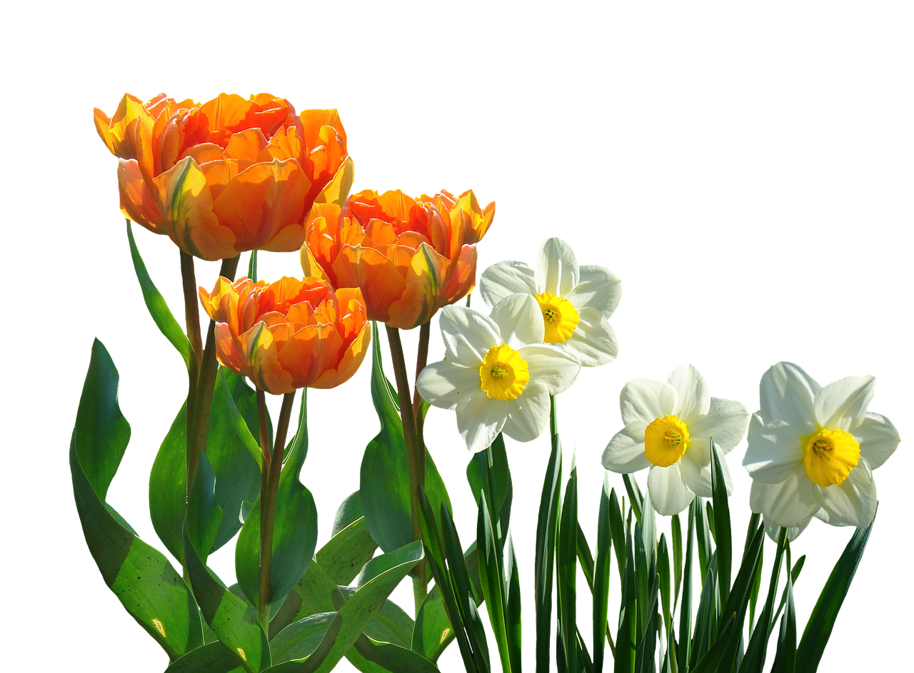Tulips Png 1280 X 943