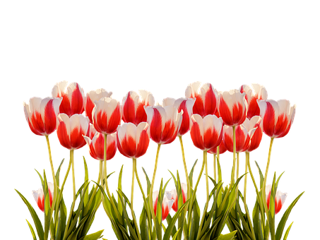 Tulips Png 453 X 340