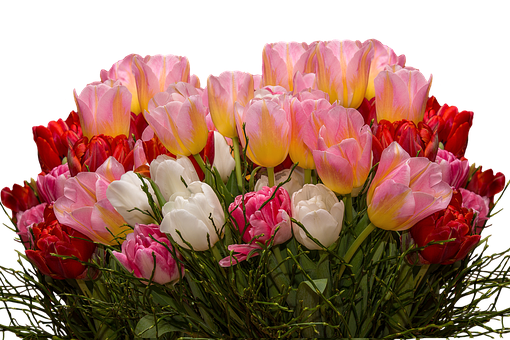 Tulips Png 510 X 340