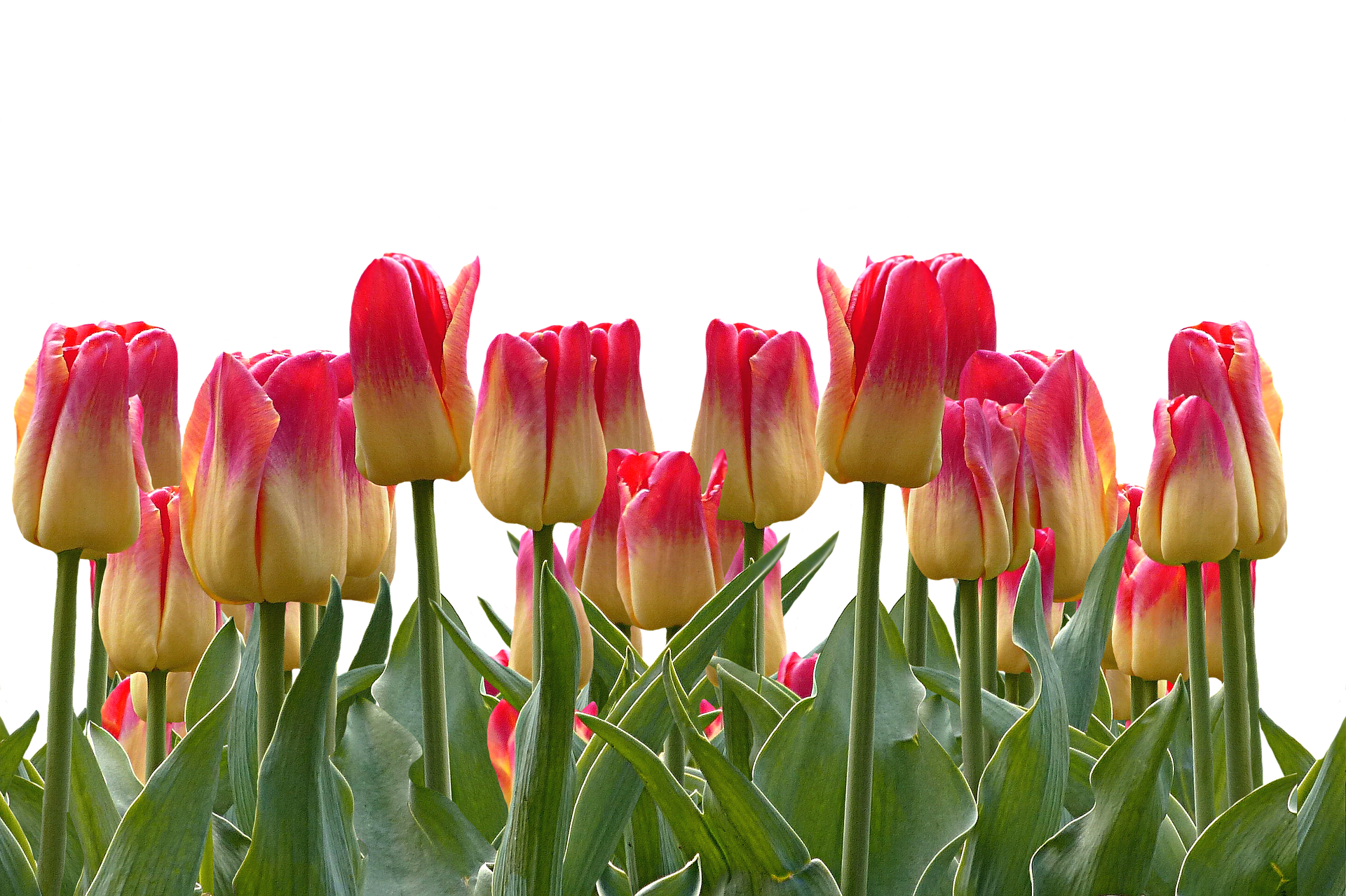 Tulips Png 1920 X 1279