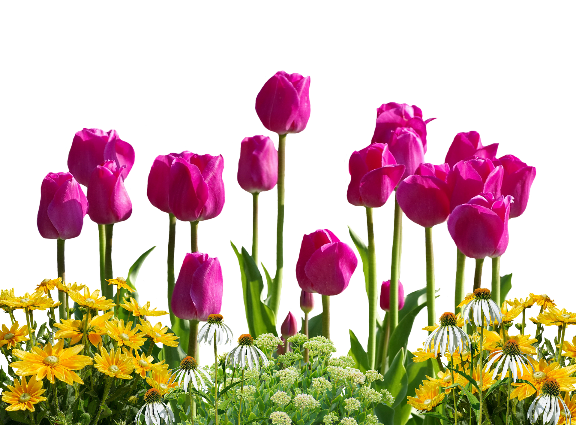 Tulips Png 1920 X 1415