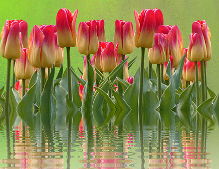 Tulips Png 439 X 340