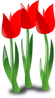 Tulips Png 192 X 340