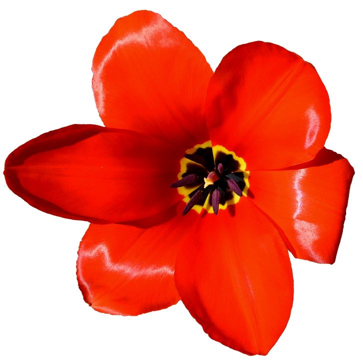 Tulips Png 726 X 720