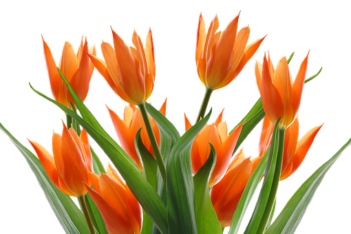 Tulips Png 510 X 340