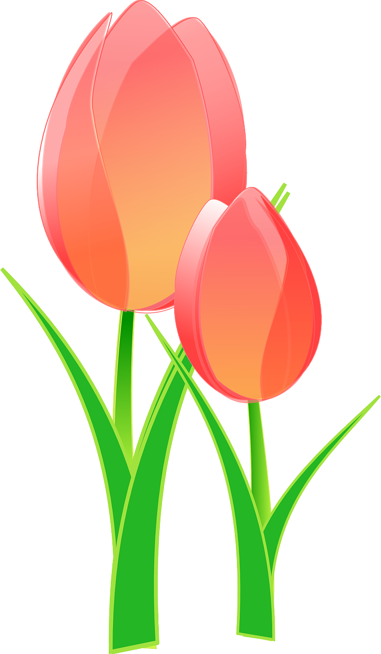 Tulips Clip Art, Hd Png Download