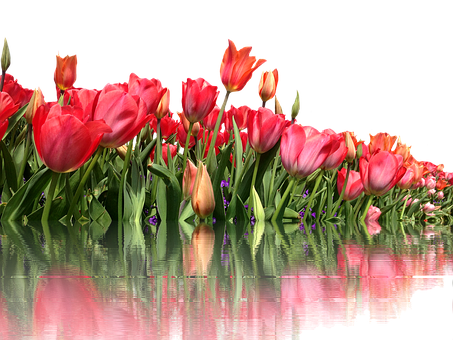 Tulips Png 453 X 340