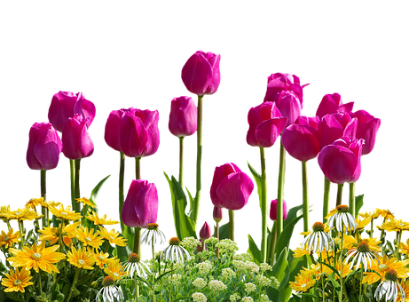 Tulips Png 461 X 340