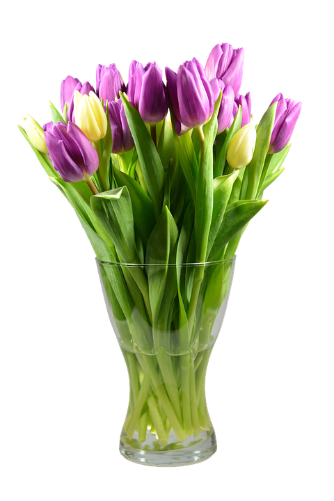 Tulips Png 480 X 720