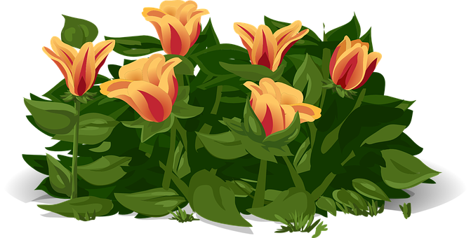 Tulips Png 671 X 340