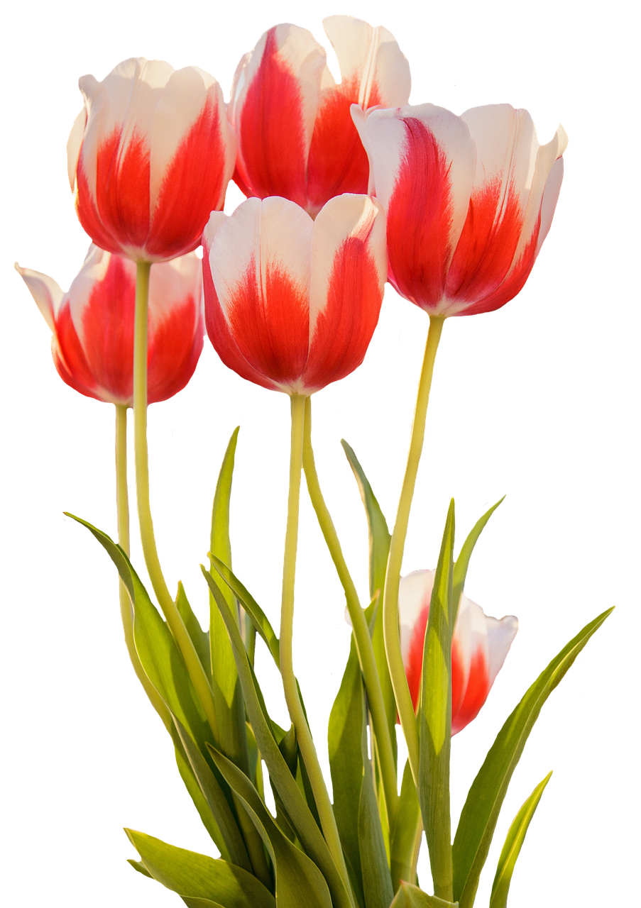 Tulips Png 903 X 1280