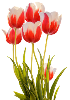 Tulips Png 239 X 340
