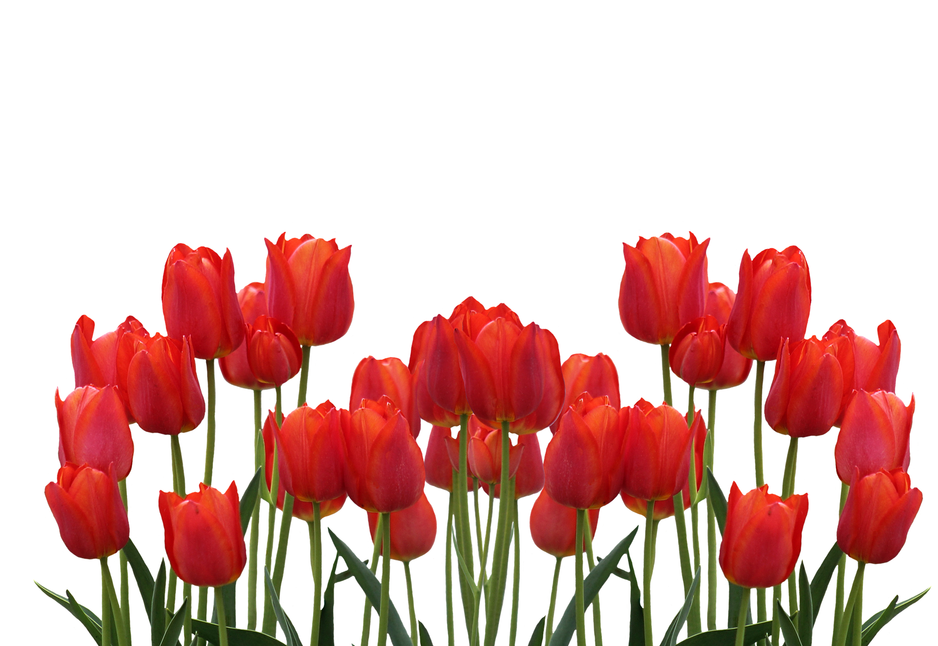 Tulips Png 1920 X 1323