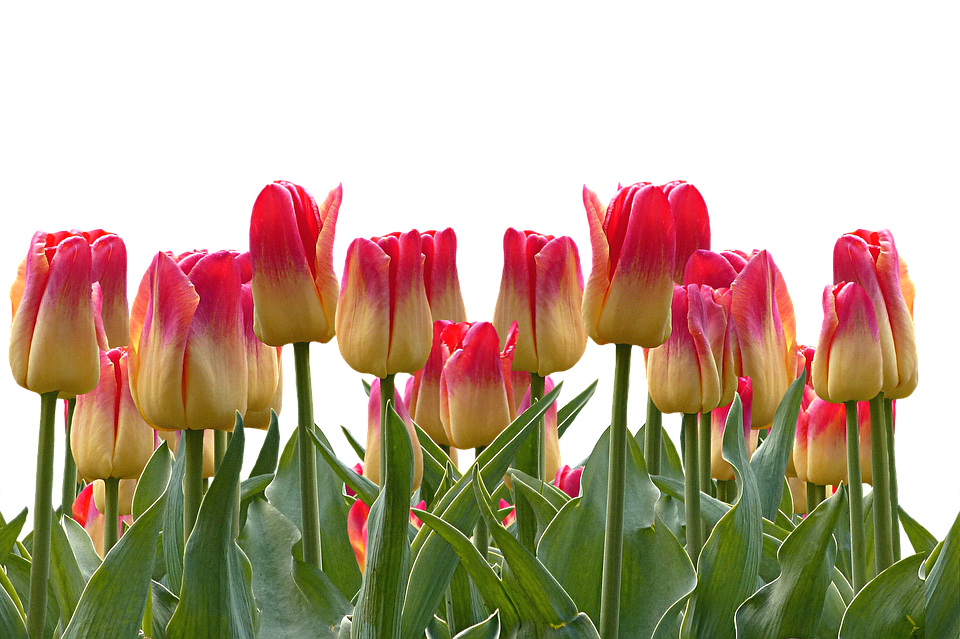 Tulips Png 960 X 639