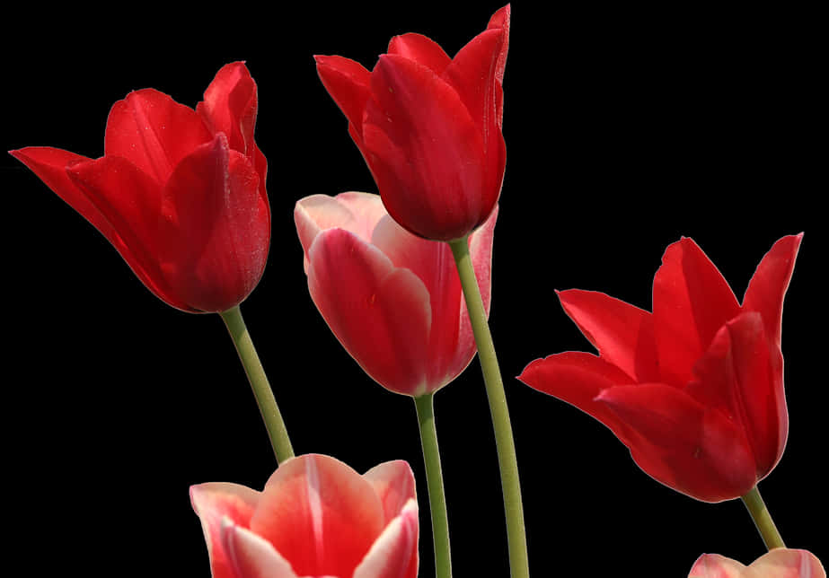 Tulips, Flowers, Garden, Nature, Red, Flora, Plant - Tulip Red Png, Transparent Png