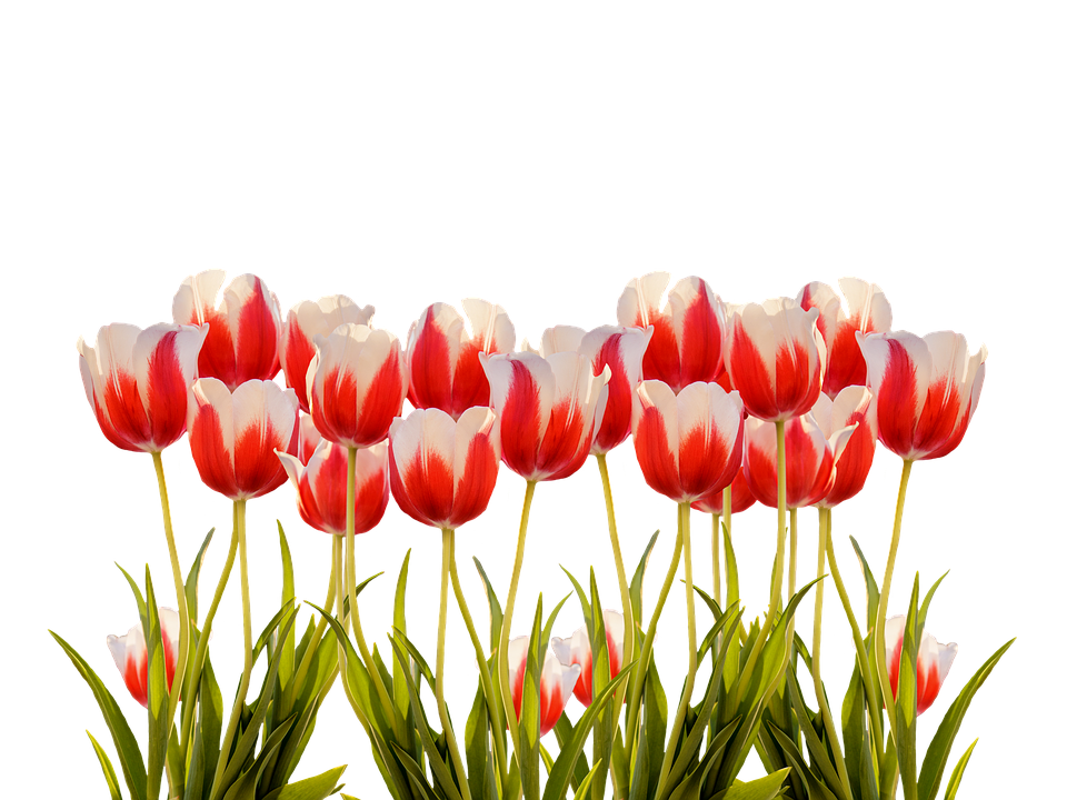 Tulips Png 960 X 720