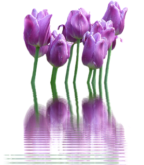 Tulips Png 298 X 340