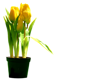 Tulips Png 360 X 340