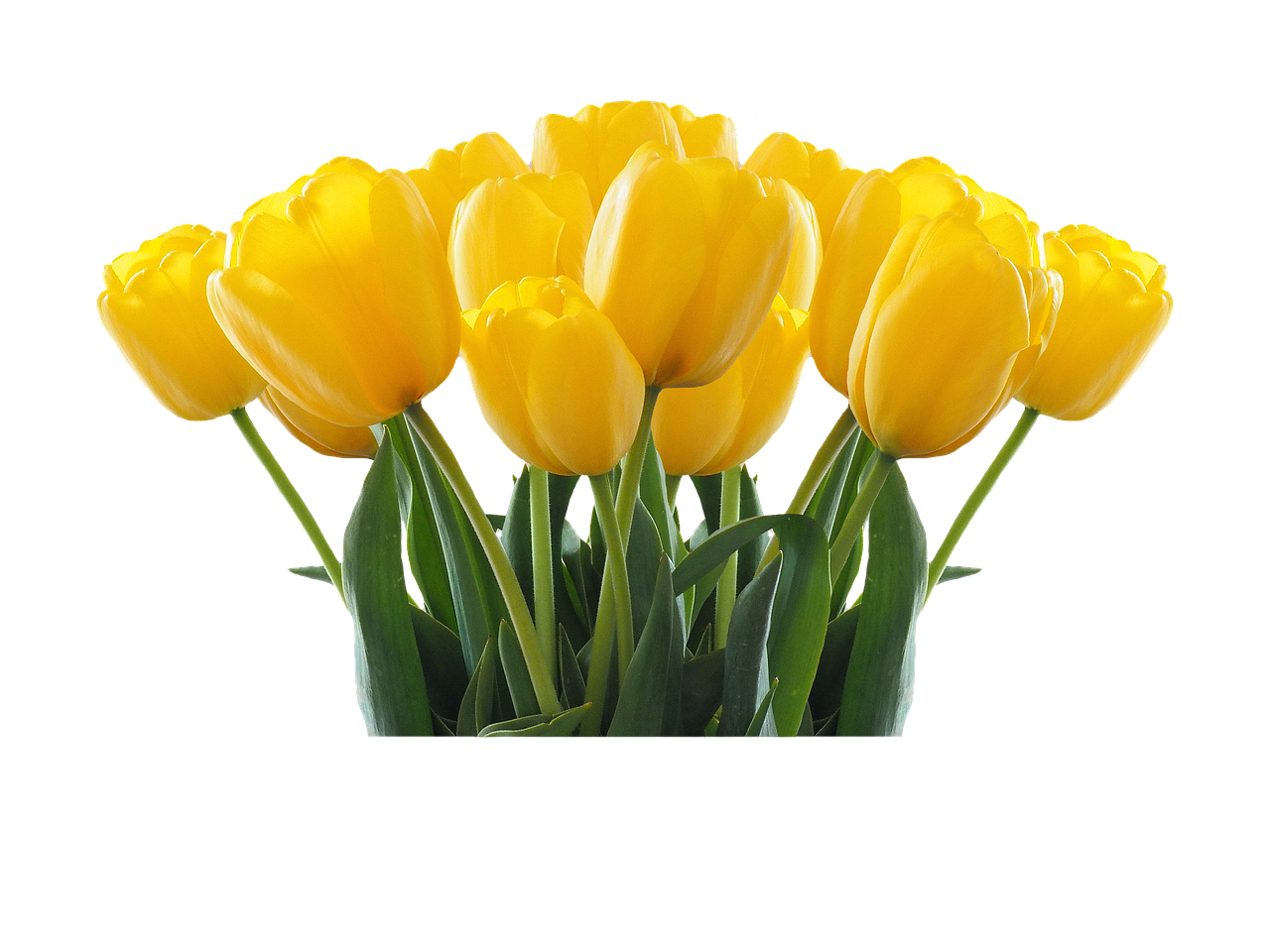 Tulips Png 1280 X 960