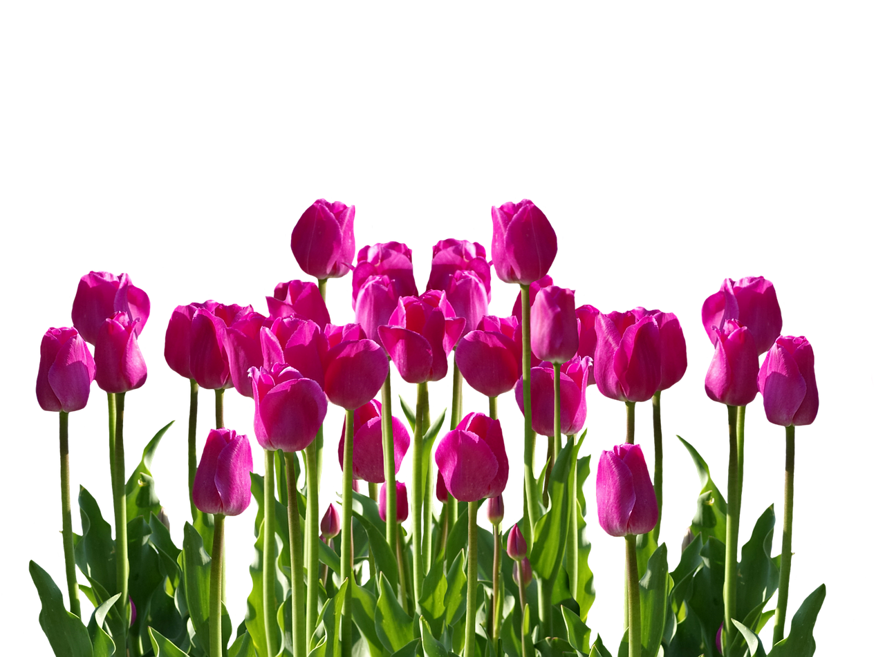 Tulips Png 1280 X 951