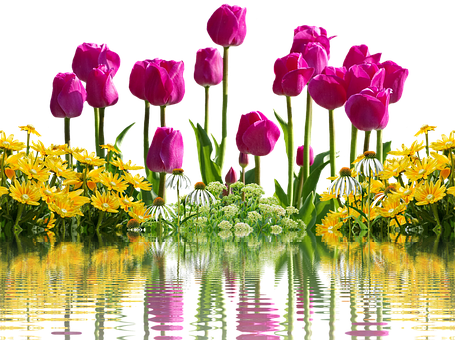 Tulips Png 455 X 340