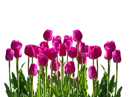 Tulips Png 457 X 340