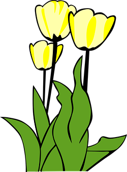 Tulips Png 250 X 340