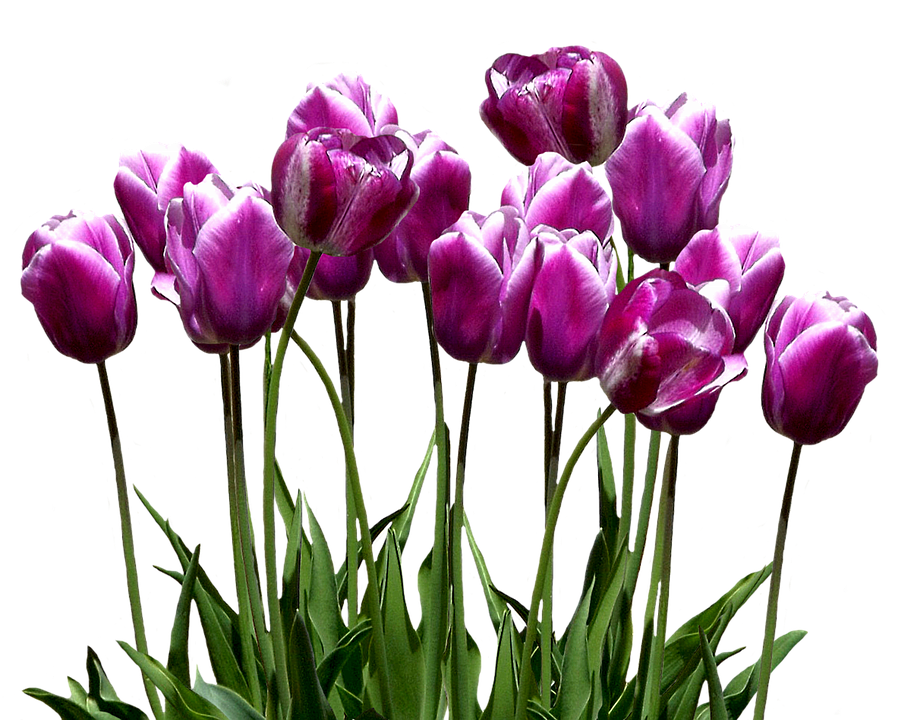 Tulips Png 898 X 720