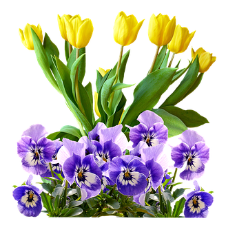 Tulips Png 344 X 340