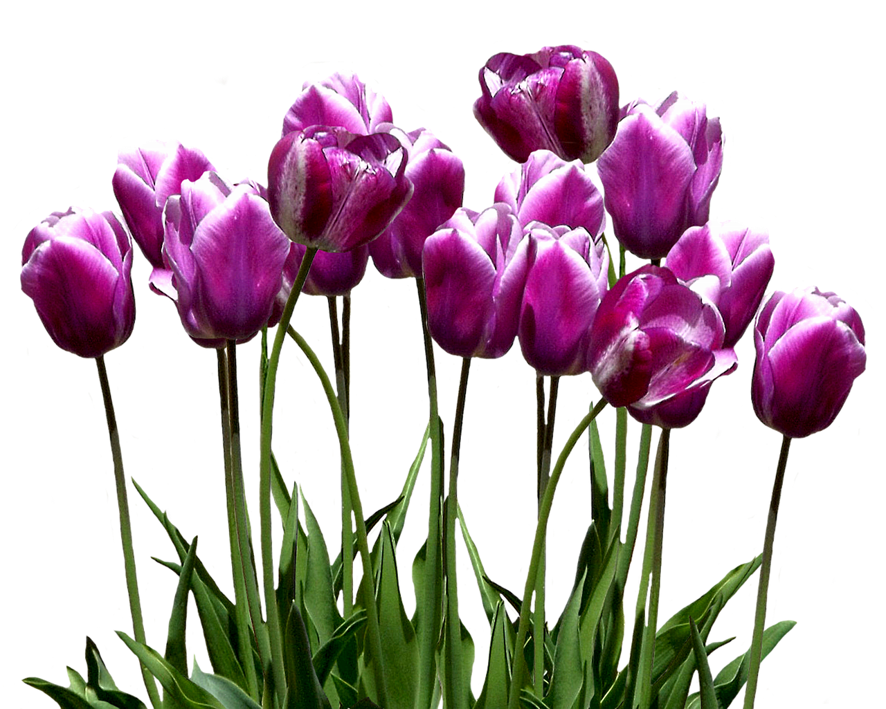 Tulips Png 1280 X 1025
