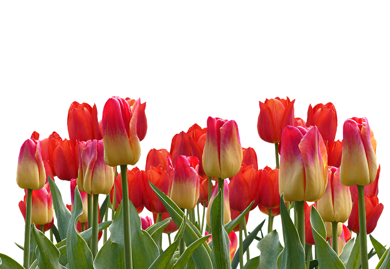 Tulips Png 1280 X 882