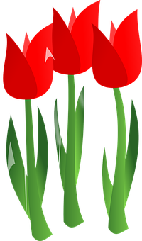 Tulips Png 200 X 340