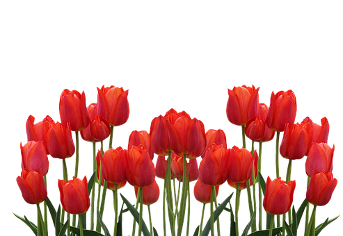 Tulips Png 493 X 340