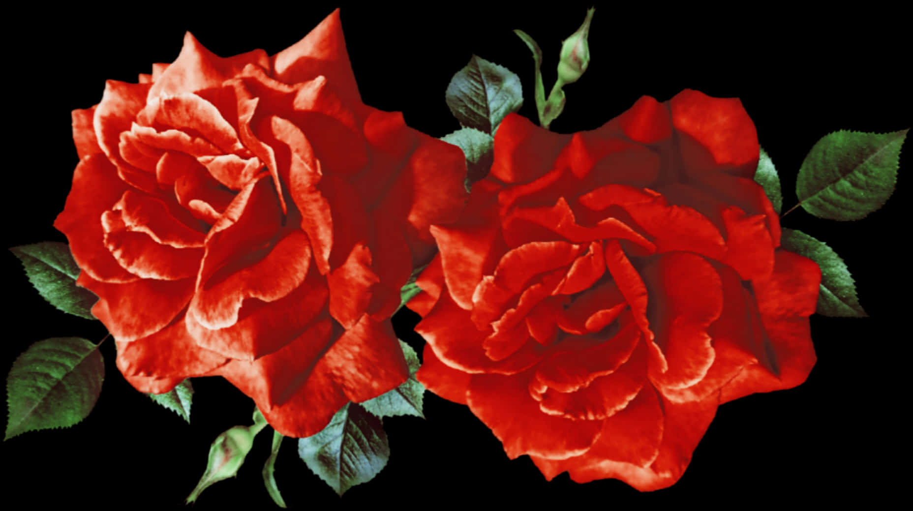 A Close-up Of Red Roses